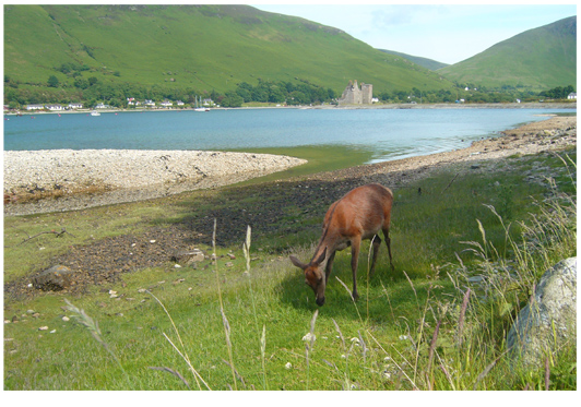 Deer in front of Lochranza Castle